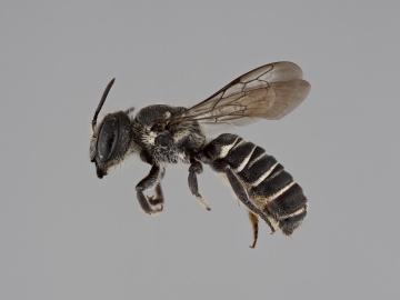 [Megachile angelarum female thumbnail]